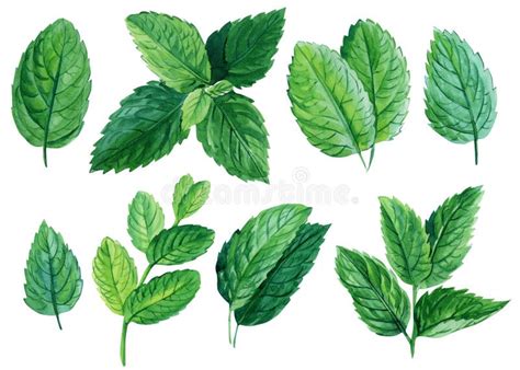 Set of Mint Leaves on Isolated White Background, Watercolor Illustration, Herbs Digital Clip Art ...