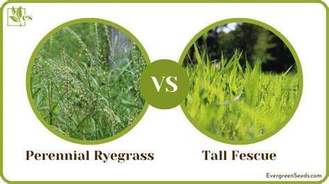 Comparing Perennial Ryegrass Vs Fescue: Choosing The Best Grass | LawnHelpful.com