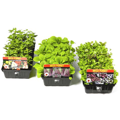 Mega Punnet Flower Seedlings Bunnings Warehouse