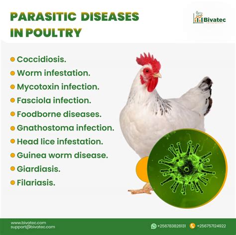 Can Dogs Get Mareks Disease From Chickens