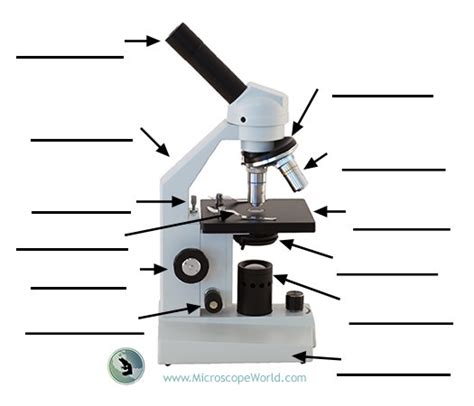 Parts Of A Microscope Diagram Quizlet