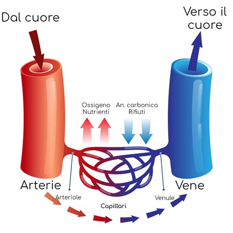 Malformazioni Artero Venose Mav Cause Sintomi E Cura