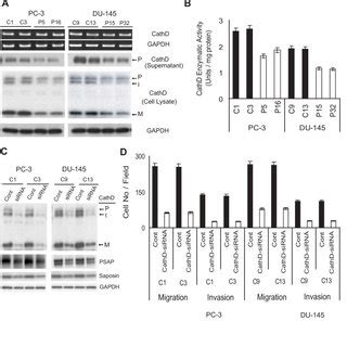 Down Regulation Of Cathepsin D Expression And Activity Decreased