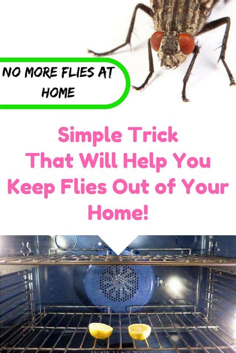 Heres A Simple Trick That Will Help You Keep Flies Out Of Your Home