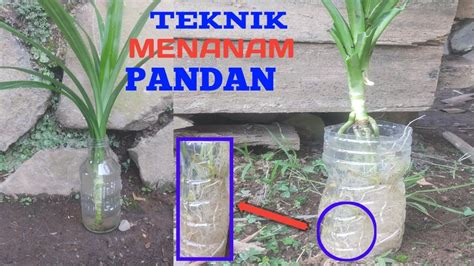 Cara Tanam Daun Pandan Tanpa Akar Felicity Cameron