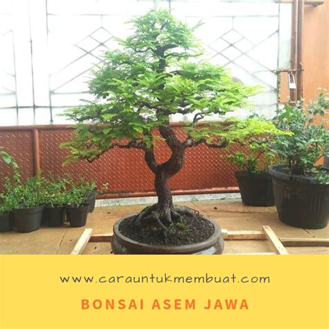 Cara Membuat Bonsai Asem Jawa Berbuah