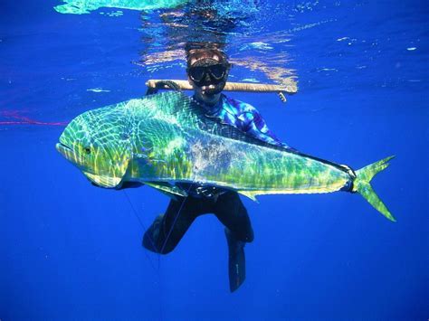 Some Great Spearfishing Pics From Hawaii Last Month The Hull Truth