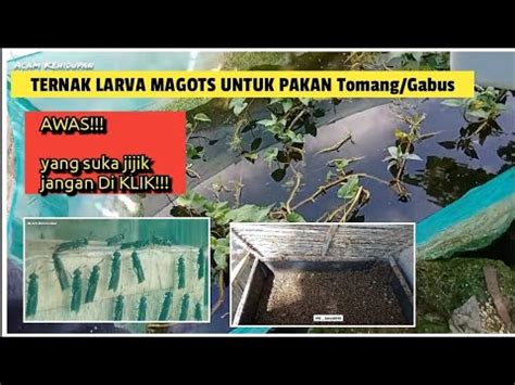 Budidaya Larva Magot BSF Untuk Pakan Ikan Gabus Atau Pakan Ikan Tomang