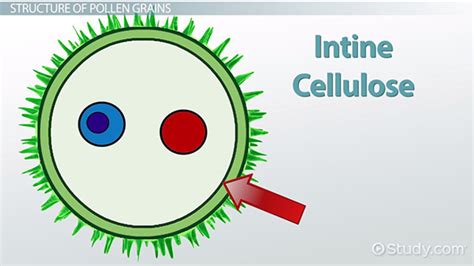 Pollen Grain Definition Structure And Function Video And Lesson