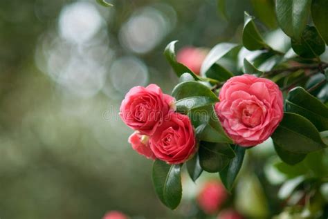 Camellia tree stock image. Image of camellia, nature - 22080825