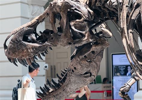 Things You Should Know About The T Rex Skeleton On Display In