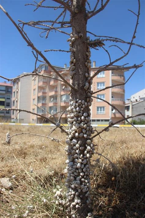 Sivas ta tedirgin eden görüntü