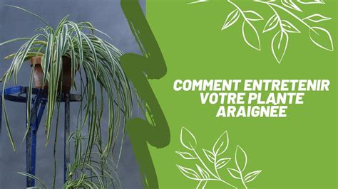 Comment Entretenir Votre Plante Araign E Plante D Polluante Youtube