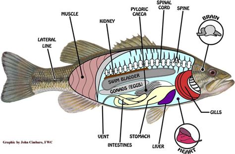 Reproduction The Atlantic Sturgeon