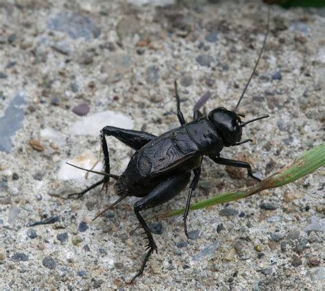 Fall Field Cricket Orthoptera Of Iowa Inaturalist