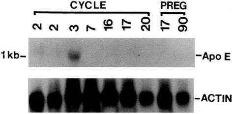 Northern Blot Analysis Of Apo E Mrna Total Luteal Rna 30 Pxg Was