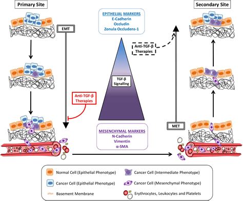 Frontiers On Target Anti TGF β Therapies Are Not Succeeding in