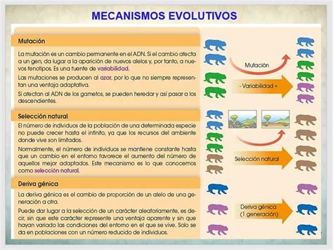 Realice Un Tr Ptico Representando Los Mecanismos M S Importantes De La