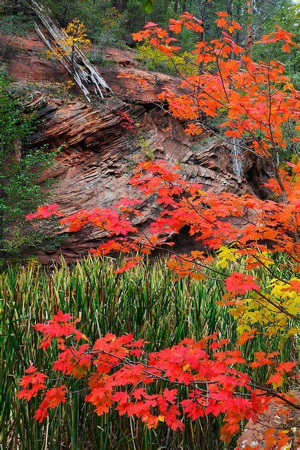 Fall Color, West Fork of Oak Creek Canyon | Landscape, Fall colors, Oak ...