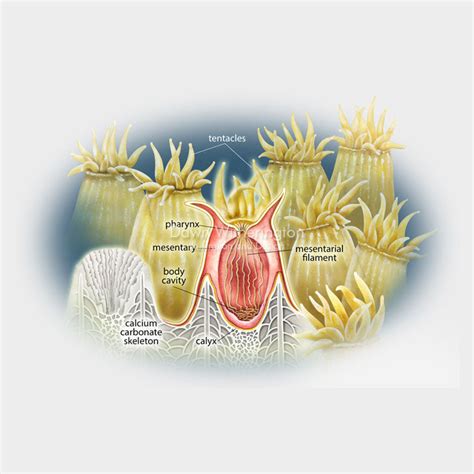 Coral polyp anatomy – drawnbydawn