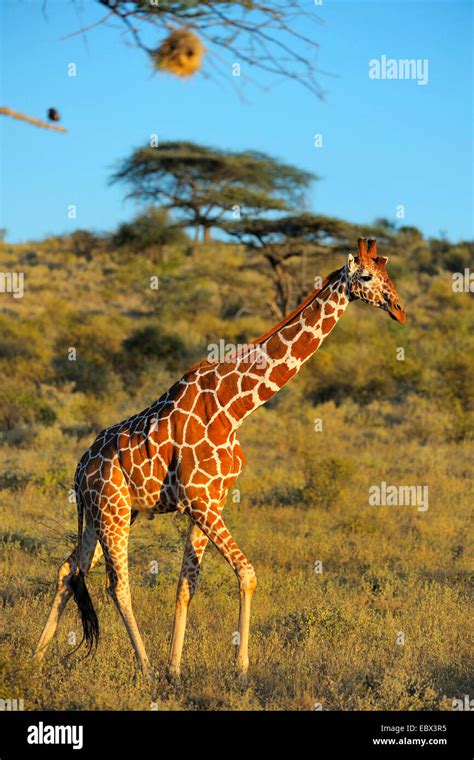 Reticulated Giraffe Giraffa Camelopardalis Reticulata In The Landscape Of Northern Kenya In