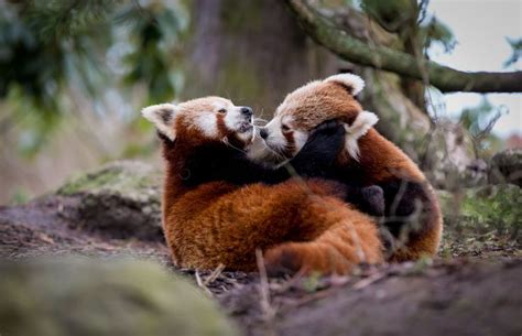 Playing red panda cubs by Frank Rønsholt | Panda rosso, Cuccioli di ...