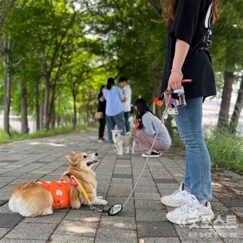 사회화부터 노령동물 돌봄까지‘서울 반려동물 시민학교하반기 모집