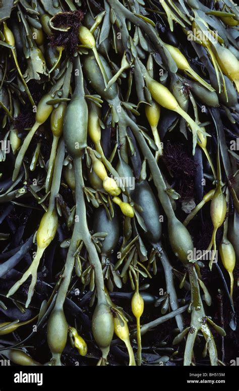 Close Up Of Knotted Or Egg Wrack Ascophyllum Nodosum Showing The Egg