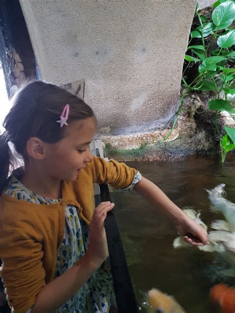 CE1 AQUARIUM Ecole Sainte Valérie Limoges