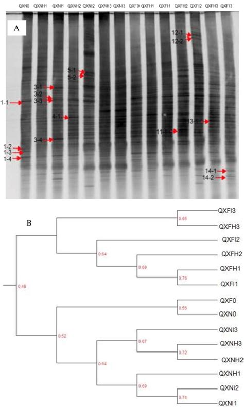 Denaturing Gradient Gel Electrophoresis Dgge Banding Patterns Of 16s