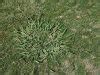 Dallisgrass Control The Best Ways To Get Rid Of Dallisgrass Agreenhand