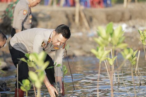 Ribuan Pohon Bakau Ditanam Untuk Penghijauan Hutan Mangrove