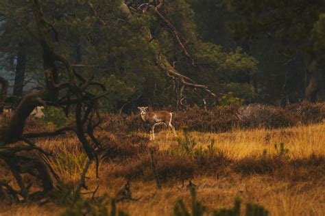 Back View Of Deer · Free Stock Photo