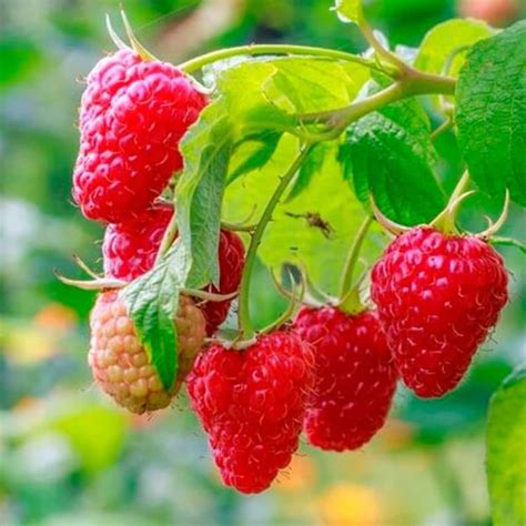 Nearly Thornless Raspberry Plant Live Red Raspberry Tree