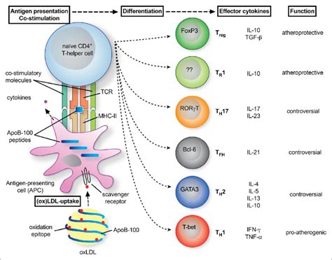 T Cell Polarization In Atherosclerosis Naive T Helper Cells T H