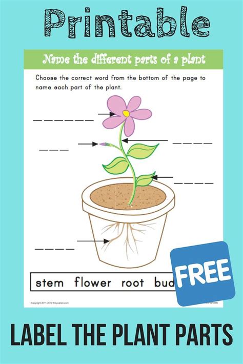 Parts Of Plants Worksheet For Ukg