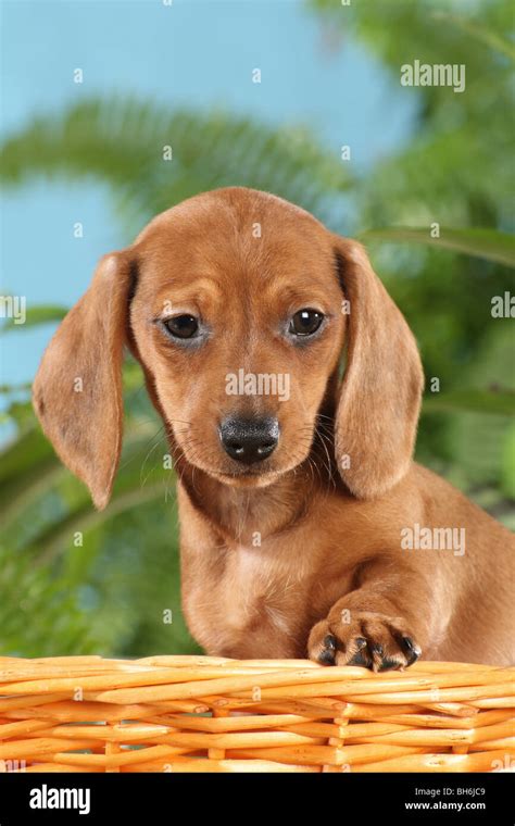 Miniature Dachshund Dog Puppy In A Basket Stock Photo Alamy