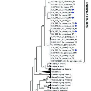 Phylogenetic Analysis Of 170 Partial CoxI Nucleotide Sequences From