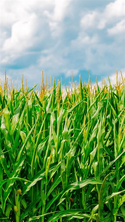 Corn Field Wallpapers Wallpaper Cave