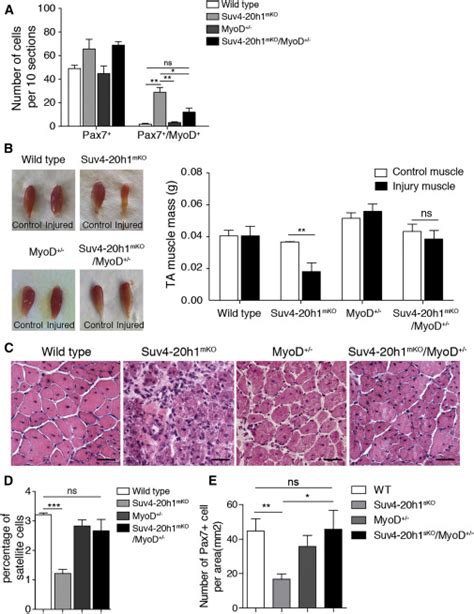 Regulation Of Skeletal Muscle Stem Cell Quiescence By Suv4 20h1