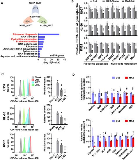 Frontiers Matrine A Potential C Myc Inhibitor Suppresses Ribosome