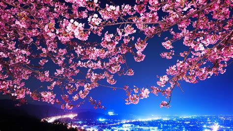 Photo of pink cherry blossom tree \ HD wallpaper | Wallpaper Flare