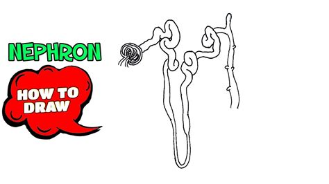 How To Draw Nephron Very Simple Nephron Diagram For Exams Step By