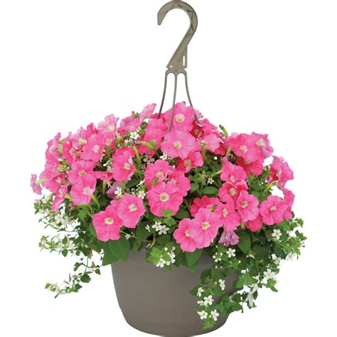 Fernlea Flowers Premium Hanging Basket 10 In Assorted Colours 171518 Rona