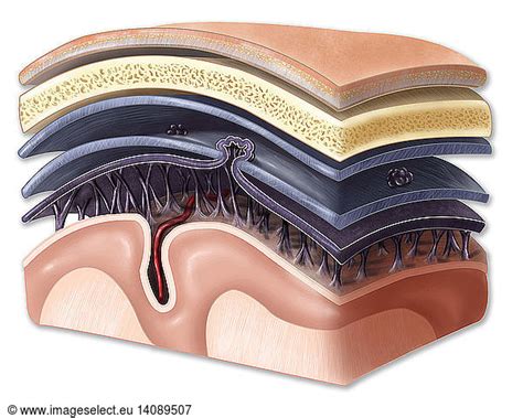 Layers Of Meninges Layers Of Meningesarachnoid Granulationarachnoid Materarachnoid Trabeculae