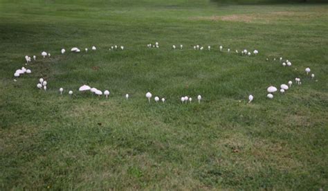 How To Deal With Fairy Ring Disease In South Florida