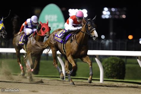 ショウナンナデシコ Shonan Nadeshiko 競走馬データベース 競馬ラボ