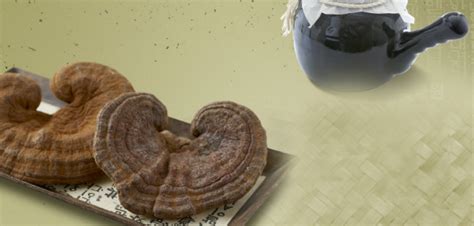 Traditional Chinese Herb Glossy Ganoderma