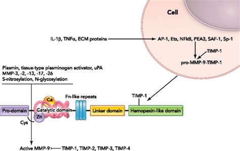 Pdf Matrix Metalloproteinase Many Shades Of Function In