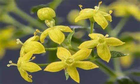 Еньовче (Galium verum) - лечебни свойства и приложение - Цвете